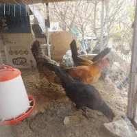 کارسیک و بلدرچین