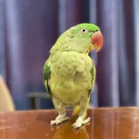 شاه طوطی رام دستی