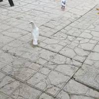 کفتر سفید دورگ