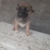 واگذاری توله سگ سرابی|سگ|یزد, |دیوار