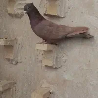 رنگی|پرنده|شیراز, شهرک سراج‎|دیوار
