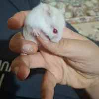 همستر  کمپل|موش و خرگوش|تهران, شهرک فردوس (حسینی)|دیوار