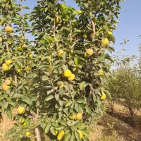 فروش باغ۴۳۰ متری دور فنس چسب بافت