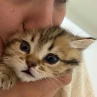 واگذاری گربه