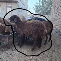 بره ماده هترو سه عدد|حیوانات مزرعه|جوین, |دیوار