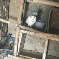 کبوتر|پرنده|کشاورز, |دیوار