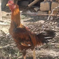 خروس لاری و مرغ لاری