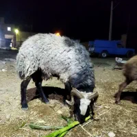قوچ سه ساله نژاد افشاری