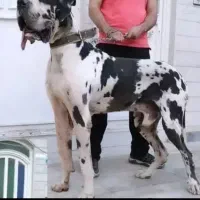 گریت دین ماده