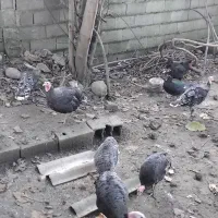 فروش بوقلمون به صورت کلی وتکی|حیوانات مزرعه|رضوانشهر, |دیوار