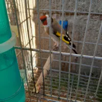 سهره چهارگل خط