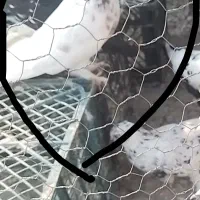 ۳عدد کفتر نر