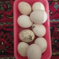 تخم مرغ لاری