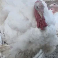 بوقلمون گوشتی بیوتی