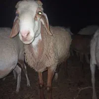 بره نر چاق بوری