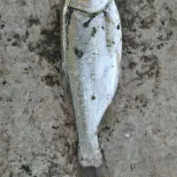 فروش ماهی دودی و بچه ماهی های گرمابی