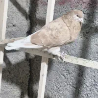 کبوتر نر و ماده شازده سبز  زردی سرور با قناری