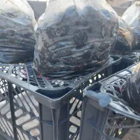 خرما نرم و شیره دار|خوردنی و آشامیدنی|خمیر, |دیوار