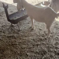 فروش قوچ داشتی کهره چپش بز گلابی