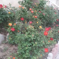 اجاره واحد ۴۵ متری کارگر جنوبی فوری