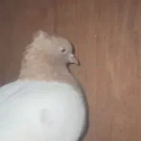 کفتر نقش|پرنده|سده (خراسان جنوبی), |دیوار