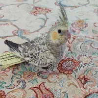 عروس هلندی دوماهه