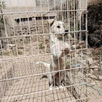 سگ پا کوتاه|سگ|بندر گناوه, |دیوار