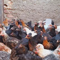 بیستعددنوچهچاقبزرگ