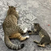 بچه گربه رایگان