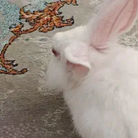 خرگوش