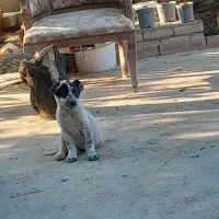 واگذاری شاه توله ماده