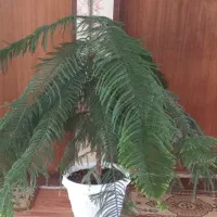 گل طبیعی|گل و گیاه طبیعی|شاهین دژ, |دیوار