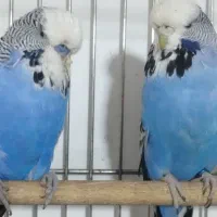 مرغ عشق انگلیسی گرید A|پرنده|ری, علایین|دیوار