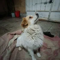 سگ پاپی حرف گوش کن