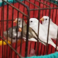 فنچ یه نر سه تا ماده
