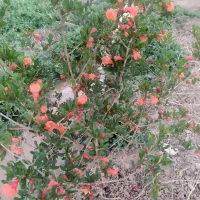 زمین باغی ۱۶۰۰مترخدیجه خاتون|فروش دفتر صنعتی، کشاورزی، تجاری|سلفچگان, |دیوار