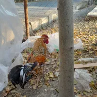 خروس گلین زیبا