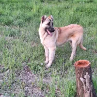 سگ گمشده شنبه  صبح ۱۷ آبان