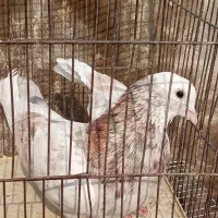 ۱۰ عدد کبوتر پرشی و سالم