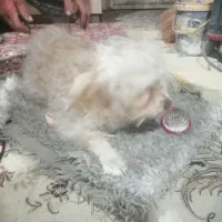 واگزاری سگ اشپیتزقیمت 3تومان|سگ|شیراز, کرونی(خاتونک)|دیوار