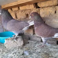 کبوتر تهرونی