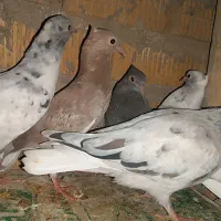 پرنده رنگی درجه 1