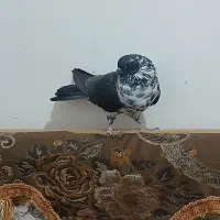 تهرانی|پرنده|نیمروز, |دیوار