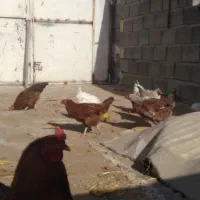 مرغ محلی جون