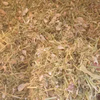 فروش کاه لوبیا چیتی نرم و کاه عدس خرمنکوب شده