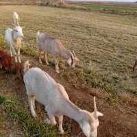 ۳عددبز (سانان) آبستن|حیوانات مزرعه|سبزوار, قصبه شرقی|دیوار