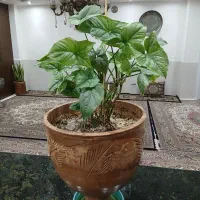 تعدادی گل|گل و گیاه طبیعی|اصفهان, گرکان|دیوار