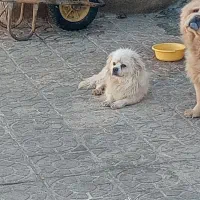 پیکینیز امپریال