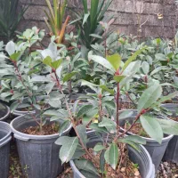 فتونیا سطل ۱۰