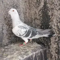 کفتر. قیمت خوب. قرقرو 15 تا